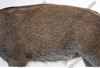boar fur 0010